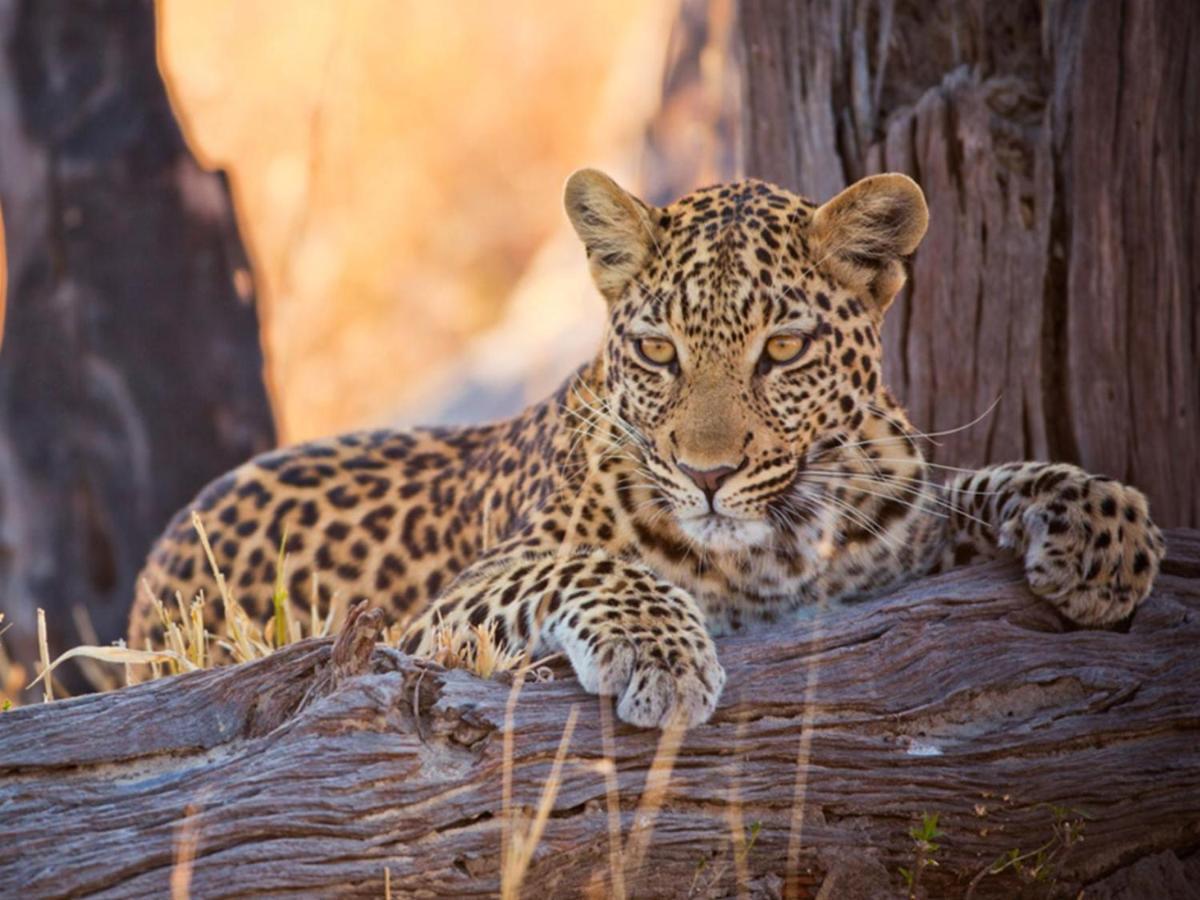 Imagine Africa Luxury Tented Camp Резерват за животни „Балуле“ Екстериор снимка